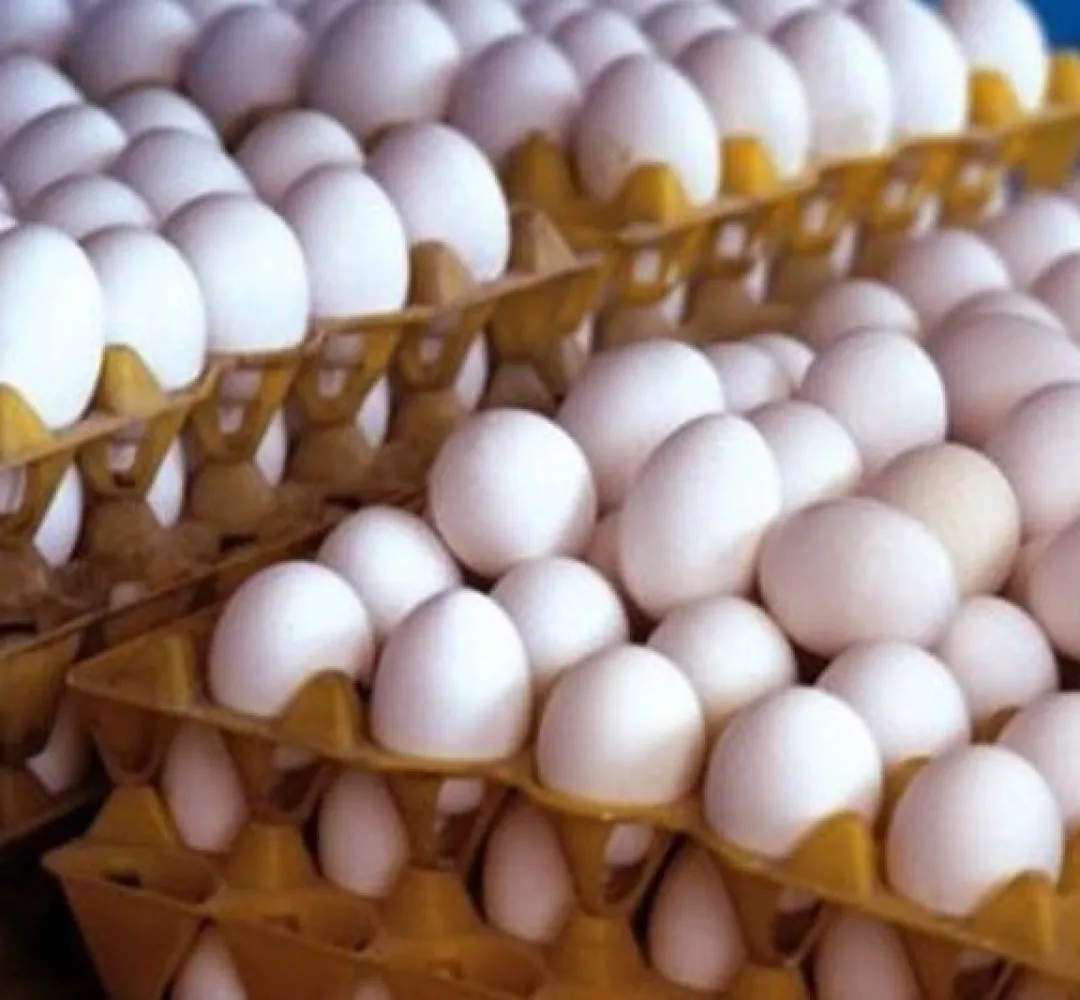 تولید تخم مرغ به یک‌میلیون و ۴۵۰هزارتن می‌رسد