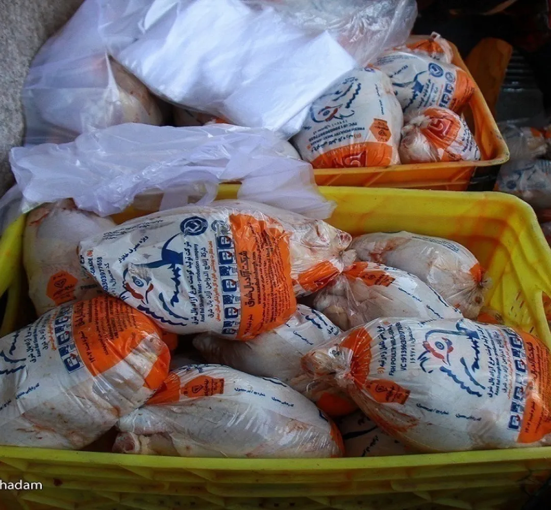 مرغ ارزان شد